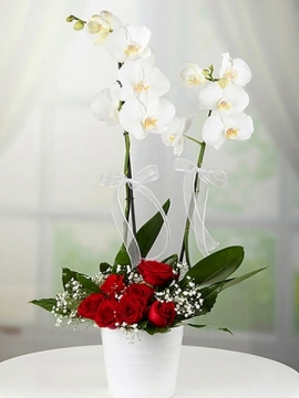 Beyaz Orkide ve Kırmızı Gül