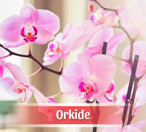 Manisa Çiçekçi Orkide Siparişi