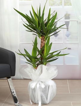 2 li Yucca