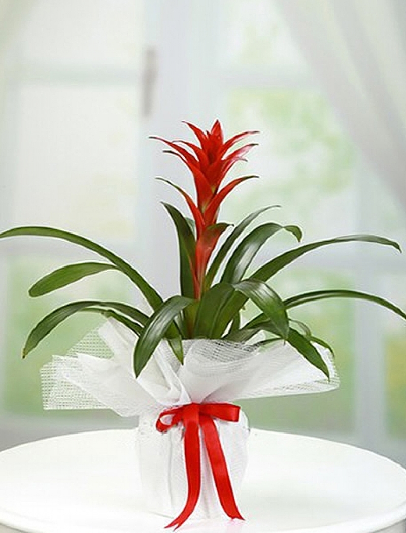 Guzmania