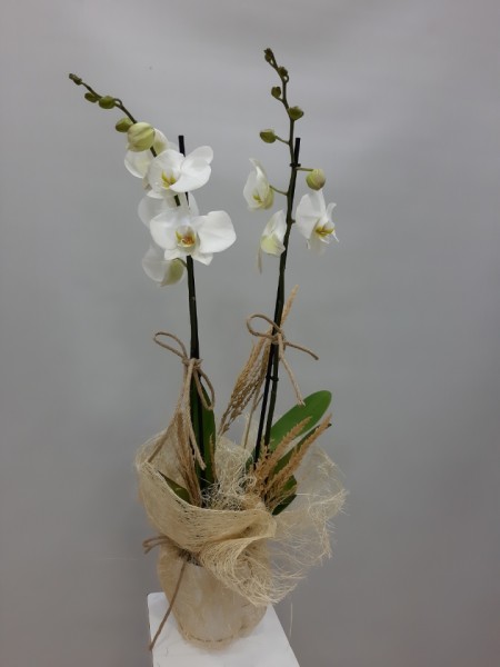 2li Beyaz Orkide 