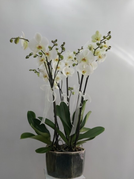 Orkide Manisa  6 Dal Porselen Saksıda