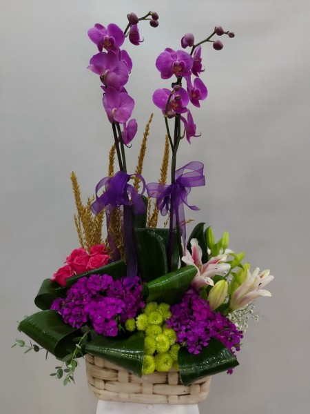 Manisa Çiçek Orkide Tasarım